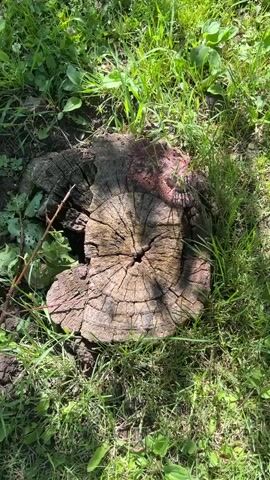 The video shows a close-up, high-angle shot of a weathered tree stump in a grassy area. The stump is dark brown and shows distinct growth rings. There is a reddish mark on the top of the stump, possibly paint or dried sap. The surrounding grass is green and appears to be somewhat overgrown, with some leaves and twigs visible on the ground. The lighting suggests it is daytime, with sunlight casting shadows. There are no people or animals visible in the frame. The focus is entirely on the natural elements of the scene.