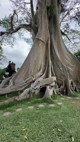 The video shows a woman standing in front of a very large tree. The tree has a massive trunk and a wide network of roots that spread across the ground. The woman is wearing a brown top and blue jeans and sunglasses. She is standing next to one of the roots, looking up at the tree. The tree trunk is wide and pale, with texture. The ground around the tree is covered in green grass and paving stones. In the background, there is a building with an ornamental roof. The sky is overcast with clouds. The camera is stationary.