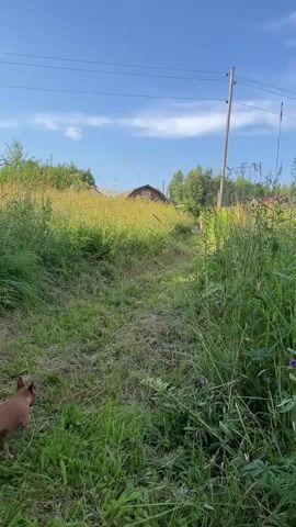 A small brown dog runs up a grassy slope towards a brown house with a dark roof. The dog is seen from behind and then in profile. Tall green grass and some yellow flowers are on either side of the slope. A wooden utility pole with wires is visible on the right side of the frame. The sky is blue with white clouds.