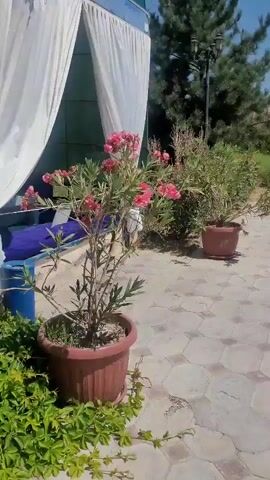 The video shows a close-up of a pink flowering plant in a brown pot. The plant has green leaves and multiple pink blossoms. In the background, a white curtain hangs from a structure, and there is a glimpse of blue fabric underneath. Further in the background, there is another plant in a pot and a lamppost. The ground is paved with hexagonal tiles. The overall scene appears to be an outdoor setting, possibly a garden or patio.