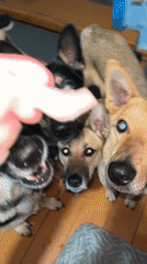 Pet feeding session documented in Nizhny Tagil home