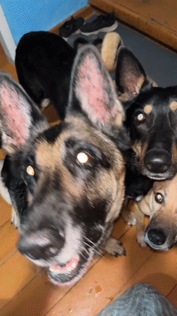 Pet feeding session documented in Nizhny Tagil home