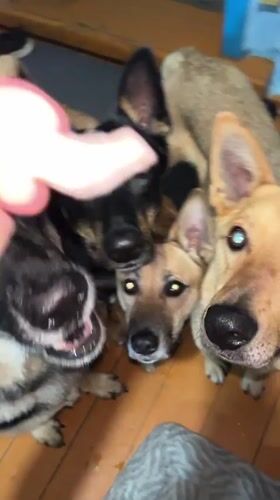 Pet feeding session documented in Nizhny Tagil home