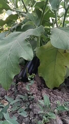 The video shows an eggplant plant with several eggplants growing on it. The eggplants are dark purple and appear to be ripe. The plant is growing in soil, and there are other plants in the background. The sun is shining, and the sky is visible.