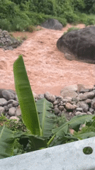 Swollen, debris-filled river cuts through Dharamshala's forested hills