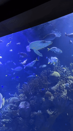 Inside the Oceanogràfic, Valencia's massive aquarium complex