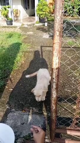 A person wearing a white cap and a blue shirt is petting a light-colored dog on a paved pathway outdoors. The dog is facing down, and the person is gently stroking its back and head. A shadow of the person and the dog is cast on the ground, indicating it is daytime. A rusty metal gate and a fence are visible to the right of the scene, and greenery and a building are in the background.
