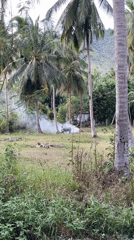 Grass fire burns near Nathon, Thailand amid tropical vegetation