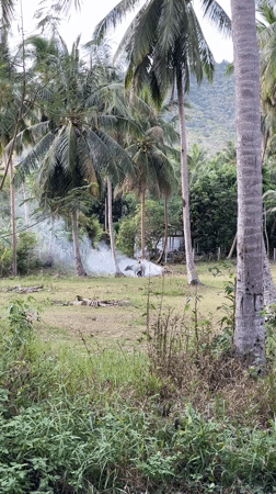 Grass fire burns near Nathon, Thailand amid tropical vegetation