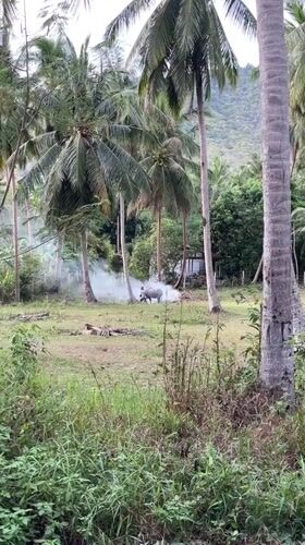 Grass fire burns near Nathon, Thailand amid tropical vegetation