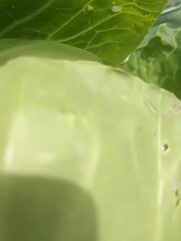 The video shows a close-up view of a cabbage plant growing in the ground. The camera slowly zooms out, revealing more of the cabbage head and its large, green leaves. The surrounding soil is visible, as are other cabbage plants in the distance. The video appears to be filmed outdoors on a sunny day.