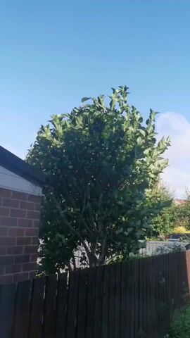 A video shows a tree with green leaves against a clear blue sky. A brown wooden fence is in the foreground, and part of a brick building is visible on the left.