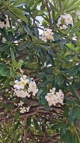 This is a close-up, vertical video of a frangipani tree in bloom. The frangipani flowers are white with yellow centers, and they are clustered together on the branches. The leaves of the tree are dark green and leathery. The branches are brown and gnarled, indicating the tree is mature. The lighting suggests it is daytime, likely sunny, as the light is bright and casts shadows. The overall impression is one of natural beauty and tranquility. There is no visible text in the video. The location context provided is Baan Hua Thanon, Thailand, which aligns with the presence of frangipani trees, commonly found in tropical regions. The video captures a serene moment of nature.