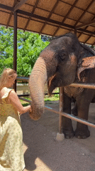 Woman feeds elephant bananas at Thai sanctuary