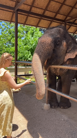 Woman feeds elephant bananas at Thai sanctuary