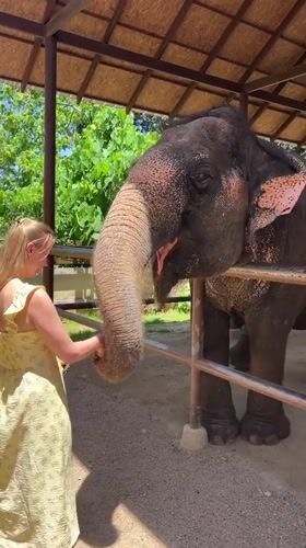 Woman feeds elephant bananas at Thai sanctuary