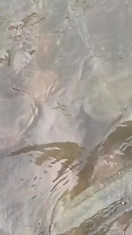 The video shows a murky body of water with several fish visible near the surface. One fish is particularly clear, showing its head with eyes and mouth. The water is rippling, suggesting movement on the surface. The lighting is dim, and the overall impression is of a natural environment with aquatic life.