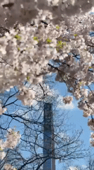 Central Park bustles with spring evening activity