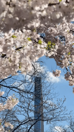 Central Park bustles with spring evening activity