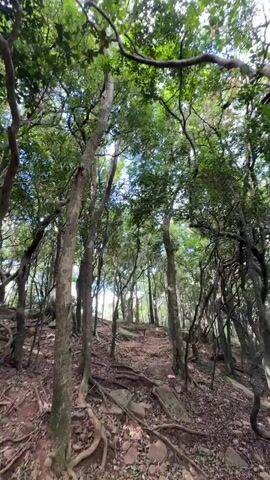 The video shows a wooded area with a slightly inclined, rocky path. The ground is covered with fallen leaves and exposed tree roots. The trees are tall and slender, with green leaves forming a dense canopy above. The camera pans slightly, showing the density of the trees and the path.
