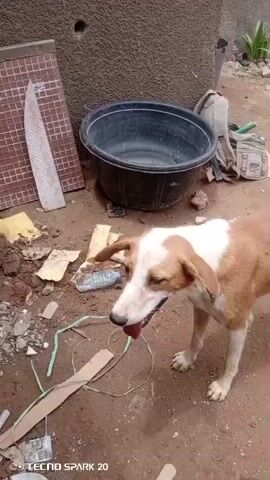 The video shows a medium-sized, short-haired dog standing on reddish-brown dirt ground. The dog has a white patch on its head and chest, and the rest of its fur is a light brown color. It has floppy ears and is panting with its tongue hanging out. Around the dog, there are various items scattered on the ground, including a black plastic tub, a water bottle, pieces of cardboard, a green hose, and a backpack. In the background, a textured wall, some plants, and part of a motorcycle are visible. The video is shot from a slightly elevated perspective, and the camera remains relatively still. The image resolution is noticeably affected by the "TECNO SPARK 20" watermark in the corner.