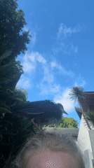 Pet waterbird explores Indonesian home, drinks from cups