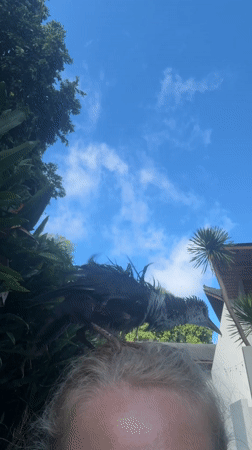 Pet waterbird explores Indonesian home, drinks from cups