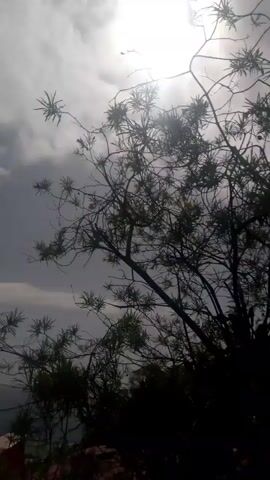 This video captures a scenic outdoor view, likely from a hillside or elevated position, given the distant glimpse of water and landforms. The scene is dominated by lush vegetation, featuring blooming bougainvillea with vibrant pink flowers in the foreground and middle ground. Various trees and plants, including palm fronds, are visible, creating a natural, verdant atmosphere.

The sky is a significant element, displaying a mix of dramatic clouds and bright sunlight. The lighting suggests it could be late afternoon or early morning, with the sun's rays filtering through the clouds, creating a somewhat diffused and atmospheric light. The weather appears to be partly cloudy, with hints of a potential change in weather due to the darker cloud formations.

A wooden fence is partially visible in the lower left, hinting at a garden or landscaped area. In the middle ground, a person is walking away from the camera, wearing an orange top and dark pants, suggesting they are enjoying the outdoors. The overall emotion conveyed is one of peacefulness and natural beauty, with the blooming flowers and expansive sky contributing to a tranquil ambiance.

No visible text is present in the video. The setting, with its dense foliage and distant water view, aligns with tropical or subtropical climates, consistent with the location context of El Tigrillo, Venezuela. The activity is simply someone enjoying a walk in a beautiful natural environment.