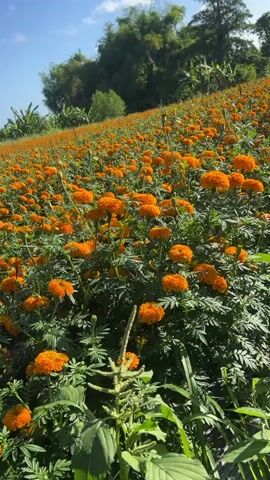 The video shows a field of orange marigolds stretching up a gentle slope. The sky is blue with scattered white clouds. In the background, there are green trees and banana plants. The camera remains static throughout the video, offering a wide view of the flower field.