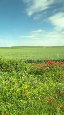 The video shows a landscape with a green field under a blue sky with white clouds, seen from a moving vehicle. The foreground is dominated by green bushes, some with red and white flowers. The view is taken from behind glass, and the motion suggests the vehicle is moving along a road or track adjacent to the field.