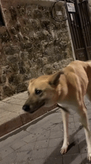 Nighttime dogs and crescent moon observed in Tel Aviv