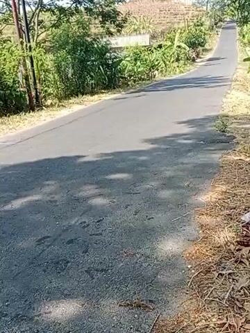The video shows a paved road in a rural area. The road curves and slopes upwards. The sides of the road are lined with vegetation, including trees and bushes. There are also some dry leaves and debris on the side of the road. The sunlight creates shadows on the road.