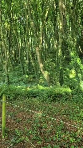 The video shows a lush green forest. The trees are tall and slender, with their trunks and branches covered in ivy. The forest floor is carpeted with ferns and other undergrowth. Sunlight filters through the canopy, creating dappled patterns of light and shadow. There is a thin white cord running horizontally across the bottom of the frame. In the distance, there are more trees and dense vegetation. A yellow object is visible attached to one of the trees.