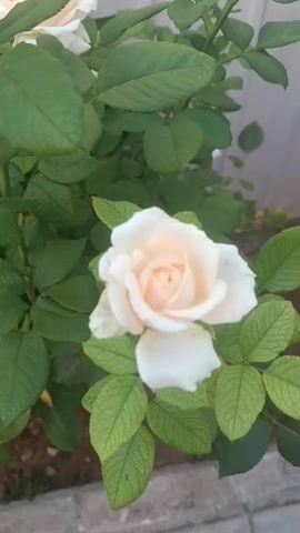 A close-up video shows pale peach and white roses on a bush with green leaves. The roses are in focus, while the background is blurred. The video pans slightly to reveal more roses and leaves.