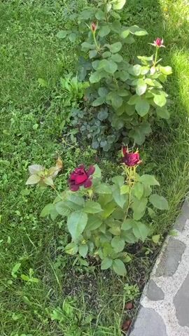 A high-angle, medium shot captures two rose bushes planted in a garden bed. The bush in the foreground displays two dark red roses, one fully bloomed and the other a tightly closed bud. The second rose bush, situated behind and slightly to the left of the first, shows several pinkish-red buds nearing bloom. The bushes are surrounded by green grass and foliage, with a paved path visible along the right edge of the frame. The scene is illuminated by natural daylight.