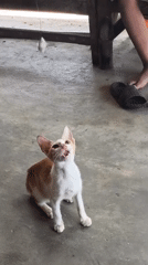 Cats, roosters, and a boat build in rural Aluebutuha