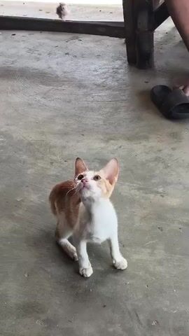 A ginger and white kitten sits on a concrete floor, looking up. A small object attached to a string is dangled above it. The kitten then crouches and pounces forward, its body extended. It then looks up again.