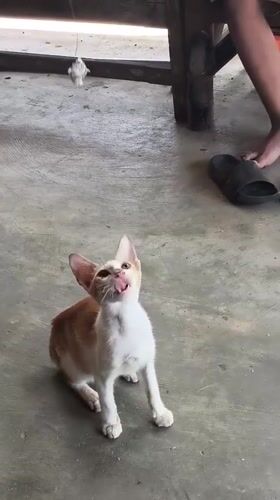 Cats, roosters, and a boat build in rural Aluebutuha