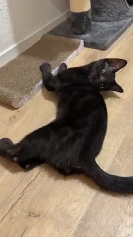 A black kitten is on a wooden floor next to a scratching post. The kitten is lying on its back and then rolls over onto its side.