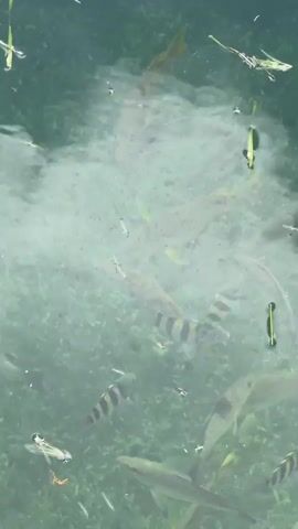 The video shows a school of fish swimming in clear water. Some of the fish are larger and have yellow and black stripes, while others are smaller and silvery. The water is green and there are some plants on the bottom. The camera is positioned above the water, looking down. The audio consists of what sounds like a conversation in Russian. One person is asking another to call out to "her," and then comments on the fish.