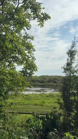 The video captures a serene natural landscape. In the foreground, lush green foliage, including leafy branches of trees and undergrowth, frames the scene. A narrow, dark horizontal element, possibly a fence or railing, is visible along the bottom edge. Beyond the immediate greenery, a wide expanse of bright green grass stretches out. In the middle ground, a body of water, likely a river or a large pond, reflects the sky. The water appears calm, with subtle ripples. The background is dominated by a dense line of trees forming a forest, with their silhouettes against a bright, partly cloudy sky. The clouds are white and wispy, scattered across a pale blue sky. The overall impression is one of tranquility and natural beauty. There are no people or animals visible in the video. The lighting suggests it is daytime, possibly late morning or early afternoon, with soft, diffused sunlight.
