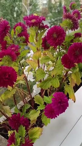 This video shows a close-up view of a planter box filled with various flowers. The planter box is white and appears to be made of plastic. The flowers are in various stages of bloom and include deep pink asters and white petunias. The leaves of the plants are green and some show signs of yellowing. The background of the video is blurred but appears to be an outdoor setting with some buildings visible. The video is shot in natural light and the camera is moving slightly, giving a gentle panning effect across the flowers.
