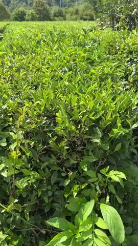 The video shows a close-up view of lush green tea bushes. The camera pans slowly upwards and to the right, revealing rows of neatly trimmed tea plants stretching into the distance. Beyond the tea fields, rolling green hills covered in trees rise against a bright blue sky with scattered white clouds. The overall impression is one of a peaceful, natural landscape.