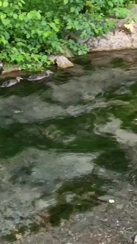 The video shows two ducklings swimming in a shallow stream surrounded by lush green foliage. The water is clear, with patches of green algae visible on the bottom. The ducklings are dark brown and appear to be moving together as a group. The stream bank is lined with rocks and vegetation. The lighting suggests it is daytime, possibly overcast due to the lack of harsh shadows.
