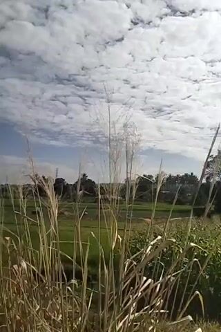 The video displays a landscape under a sky filled with white, puffy clouds. In the foreground, tall dry grass stalks are visible, some swaying gently. Behind the grass, a green field stretches out, possibly a cultivated area or a meadow. Further in the background, trees line the horizon, and a utility pole can be seen on the left. The scene suggests an outdoor, rural or natural environment.