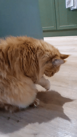 Two cats eating and grooming around a Krasnoyarsk apartment