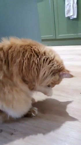 Two cats eating and grooming around a Krasnoyarsk apartment