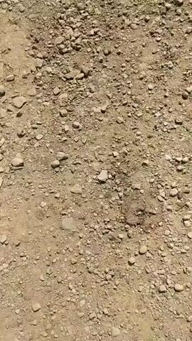 This media file is a close-up, first-person perspective video of a rocky, dirt path. The ground is covered in a variety of stones, from small pebbles to larger rocks, interspersed with dry dirt and some sparse, dry vegetation. The lighting suggests it is daytime with the sun casting shadows, indicating a bright and sunny day. The overall impression is of an outdoor, natural setting, likely a rural or mountainous area given the terrain.

The activity taking place is a slow, deliberate walk along this path. The camera moves steadily forward, occasionally showing slight up and down movements as if stepping over uneven ground. There are no people, animals, or other prominent objects visible in the frame. The focus is entirely on the texture and composition of the path itself.

Notable details include the dry, arid appearance of the ground, suggesting a warm, possibly dry season. The lack of any discernible landmarks or signs makes it difficult to pinpoint an exact location, but the presence of rough, uneven terrain points towards a natural trail or unpaved road rather than a manicured garden path. The mood is neutral, with no strong emotional cues conveyed by the visual content alone. There is no visible text in the media file. Based on the provided location context, this path is likely located on or near Mount Hoverla in Ukraine, which is known for its challenging, rocky trails.