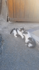 Kittens, chicks, roses and cherries in outdoor garden setting