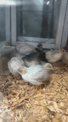 Small birds displayed in case in Vietnam